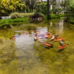 Carpas Resort Tambore 2