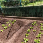 Horta Resort Tambore